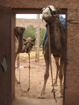 CAMELS