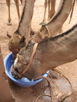 CAMELSDRINKING