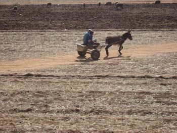 DONKEY IN FARM