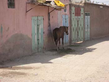 HORSE IN STREET