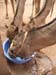 CAMELSDRINKING